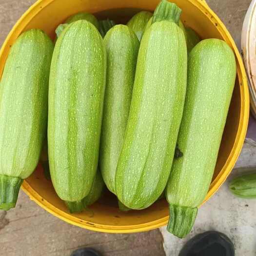 弥勒市新鲜云南西葫芦直发 产地弥勒市 优质瓜菜蔬菜批发零售