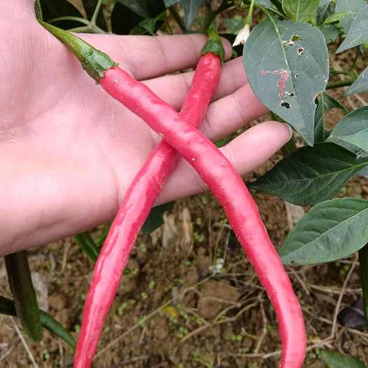 镇雄县二荆条
