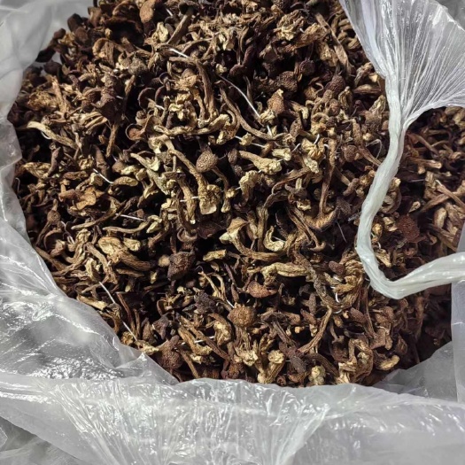 黑河野生毛尖蘑菇