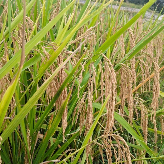 道真县农家稻谷，生态大米