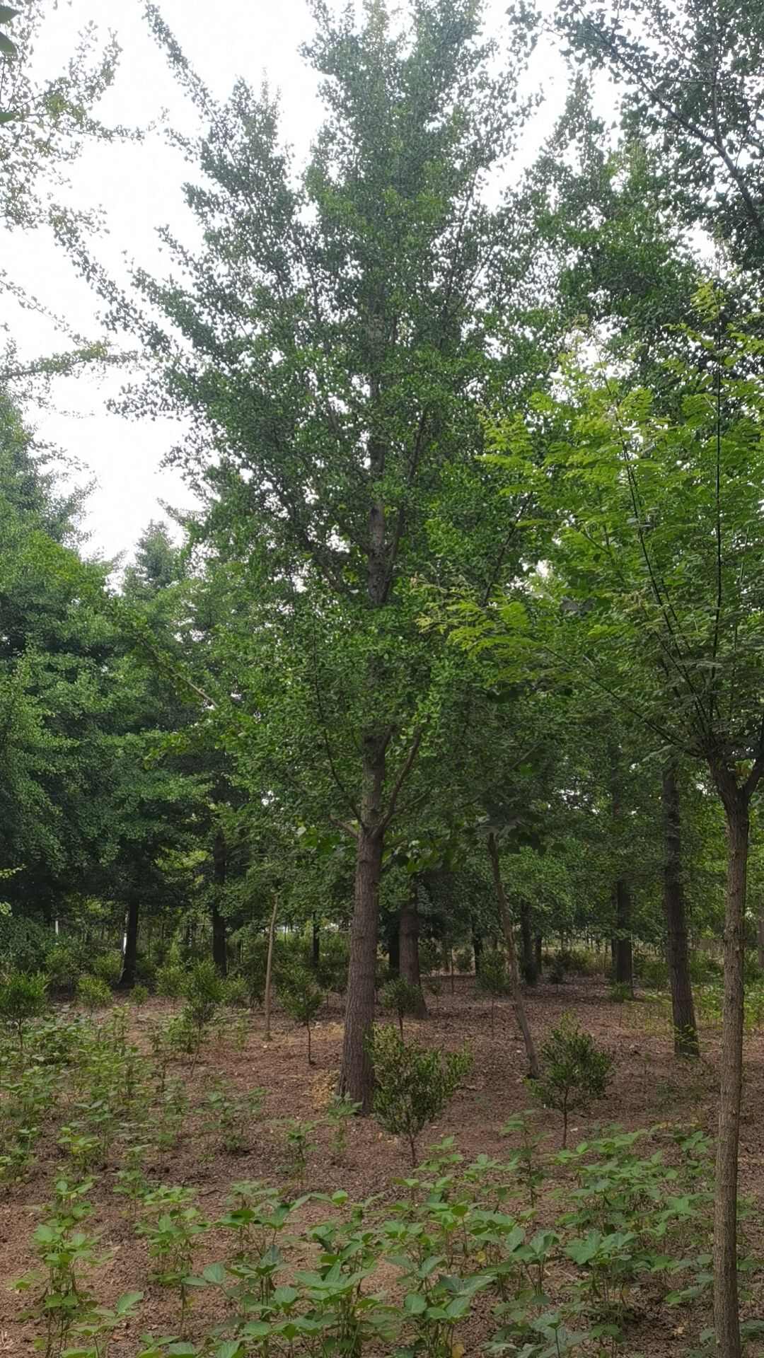 银杏树苗基地低价热销中