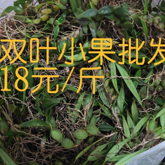 麻栗坡县石橄榄石仙桃云南双叶小果！1581226，5867