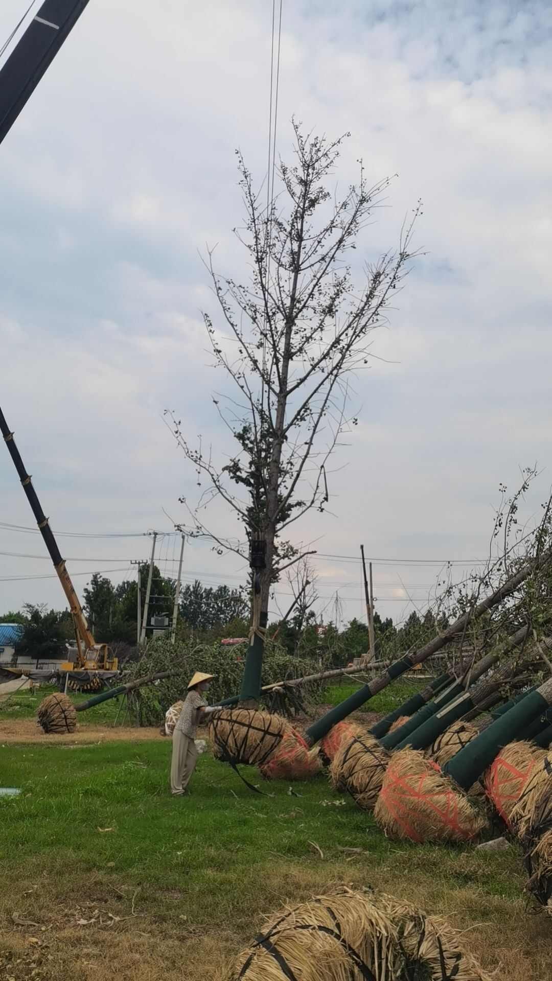 银杏树苗基地低价热销中