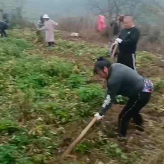 汉源县汉源县特产当归新鲜中药材批发零售包邮中药材批发源头产地