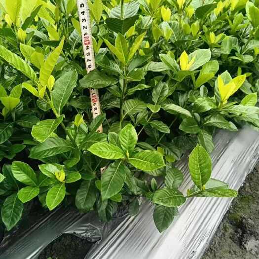 出售大栀子花 四季栀子花 小栀子花基地直销大小规格都有