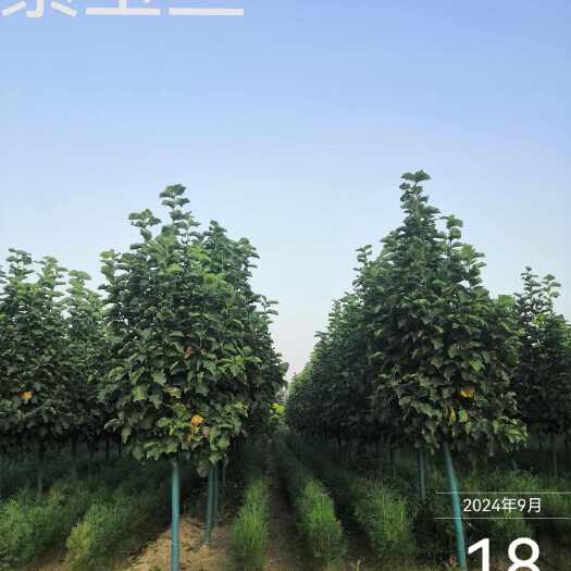 周至县自产自销优质紫玉兰，分枝点高1.5米--1.6米，保质保量