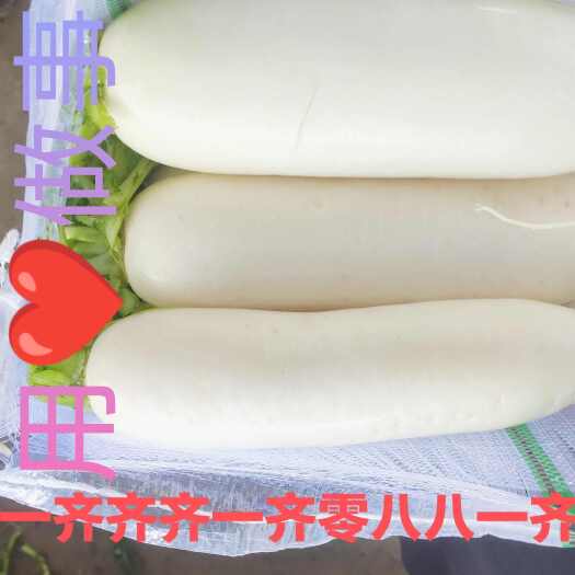 沙洋县现货白萝卜。基地货源，中高路线。需要低端货源的请单独备注