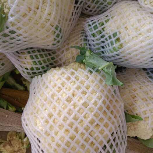 通许县白花菜花