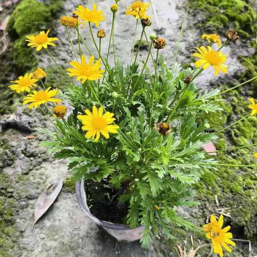 成都木春菊苗 基地直销木春菊  木春菊16杯 双色杯 小杯 地苗