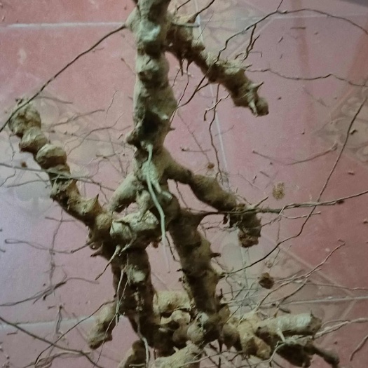 南城县大量金刚藤出售