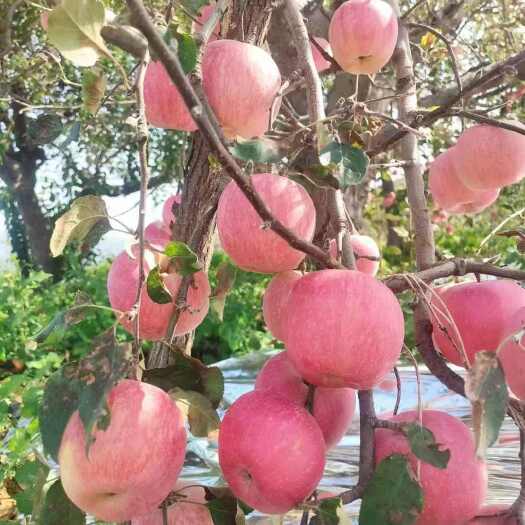 莒县山东红富士苹果货源充足保质保量