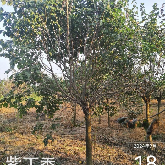 周至县自产自销，嫁接紫丁香，分枝点高1.2米