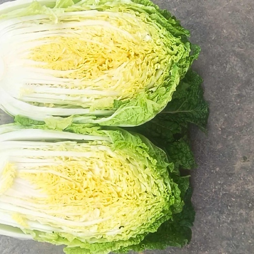西吉县黄心大白菜，矮颗，456斤，无虫无腻