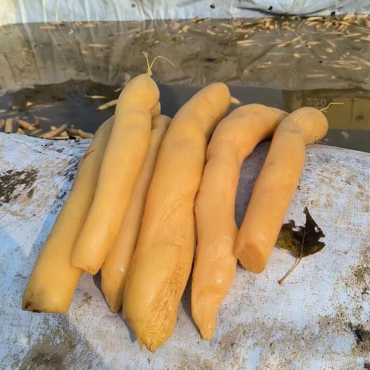 供应腌制长美734萝卜通货半成品500吨