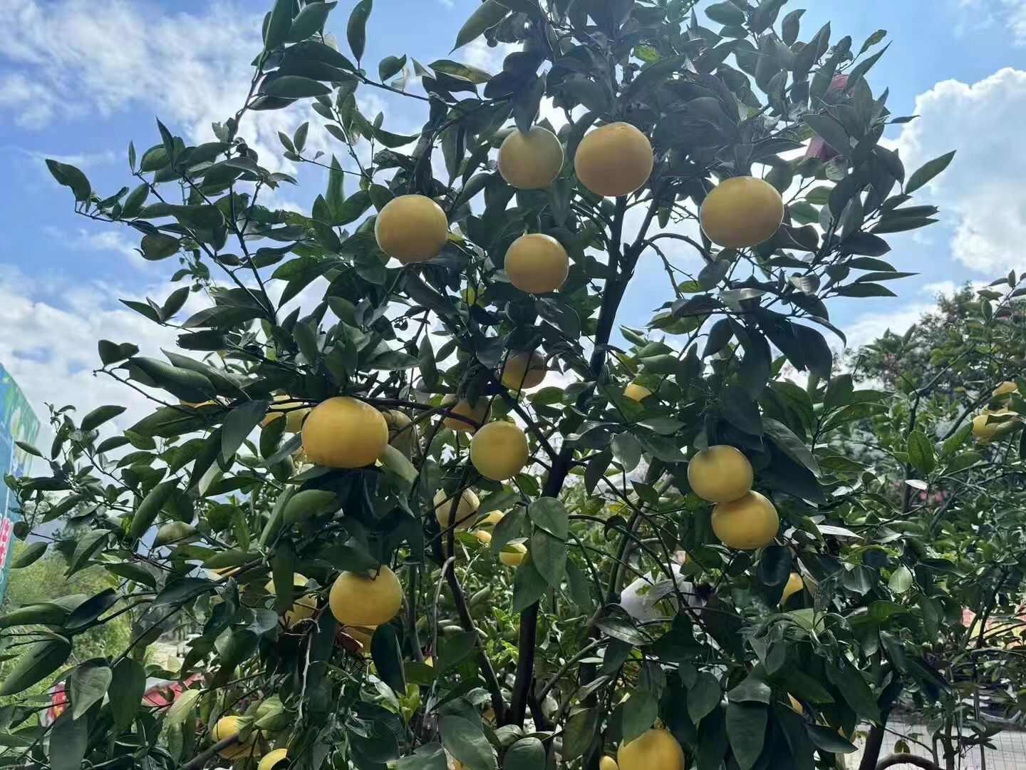 黄金爆汁葡萄柚， 一款水果饮料，爆汁款，清甜多汁