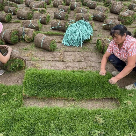 成都基地批发2号草坪 草 四川周边草坪基地混播草