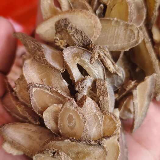 玉林郁金