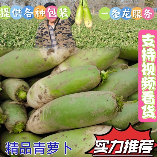 青皮萝卜 露头青萝卜 大量供应中 批发市场 超市 电商 入库