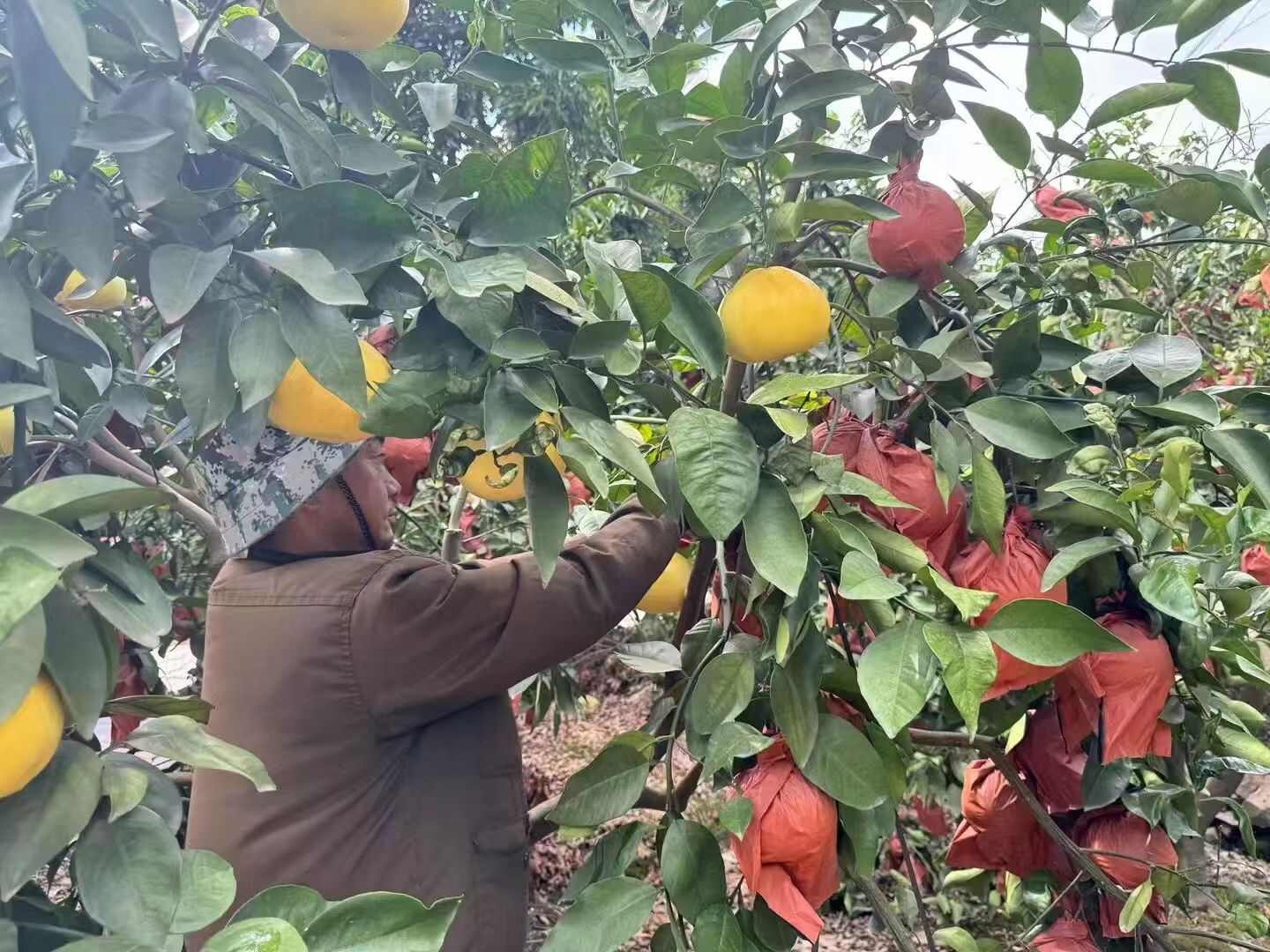 黄金爆汁葡萄柚， 一款水果饮料，爆汁款，清甜多汁