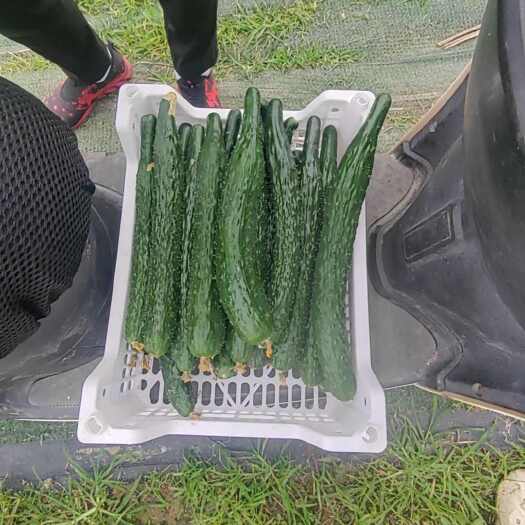 宁波刺黄瓜