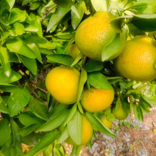 宁阳县早熟蜜橘
