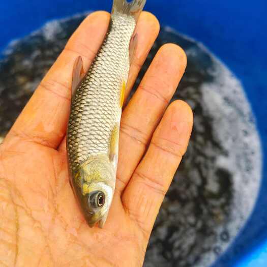 重庆市潼南区新鲜草鱼苗 水产养殖专用 生长快速健康新鲜鱼苗供应