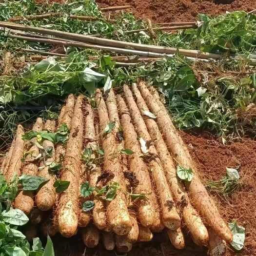 中牟县铁棍山药肉质细腻，新鲜采挖，根根饱满产地直销，欢迎选购