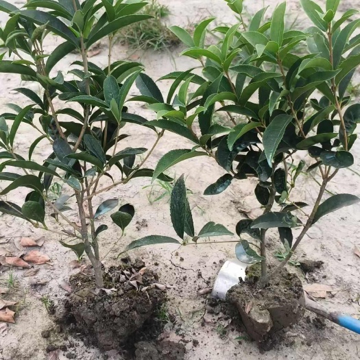佛顶珠 高度40-60里面现货出售