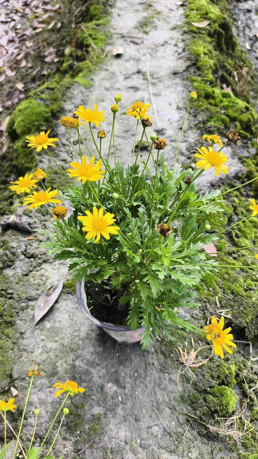 木春菊苗 基地直销木春菊  木春菊16杯 双色杯 小杯 地苗