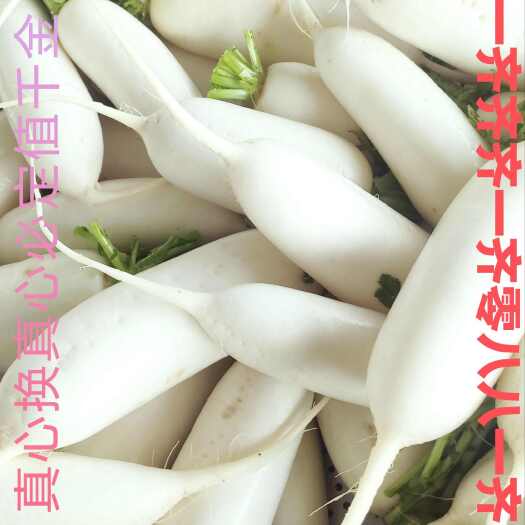 潜江市湖北基地白萝卜，纯白鼠尾无夹心