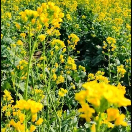 出租合作种植养殖土地2000亩，水电齐全，旱涝保收交通便利