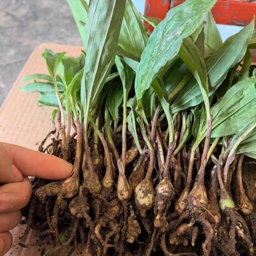 西乡县毛慈菇