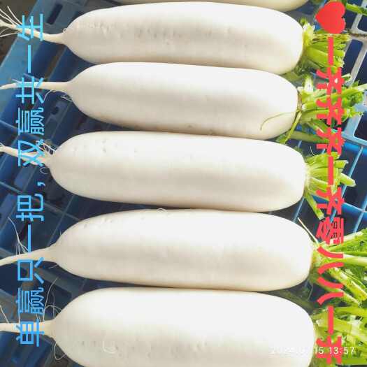 枝江市白萝卜  货量充足，严格分级无夹心，可拆包验货！