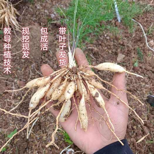 广元天冬种苗