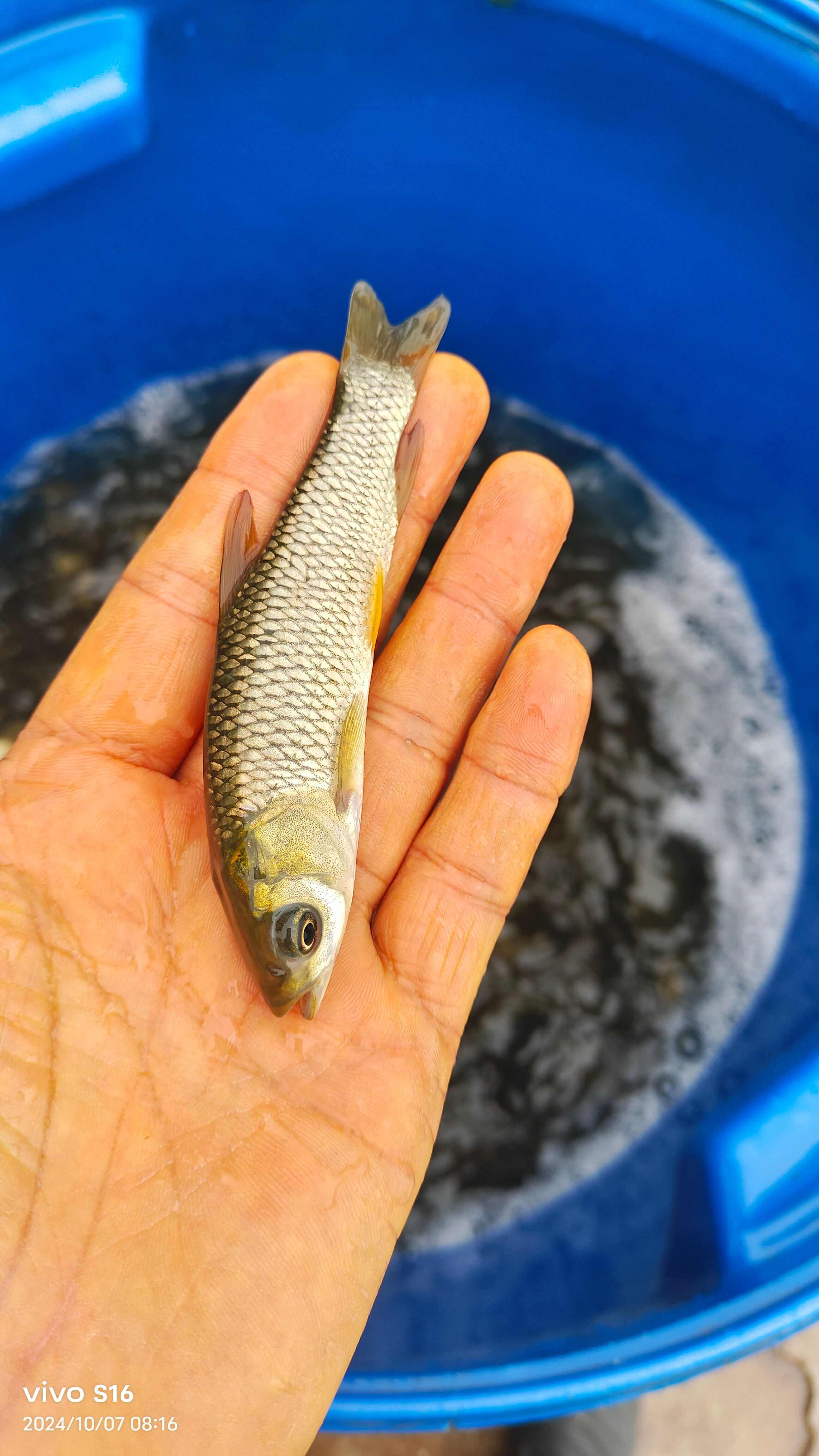 潼南区新鲜草鱼苗 水产养殖专用 生长快速健康新鲜鱼苗供应