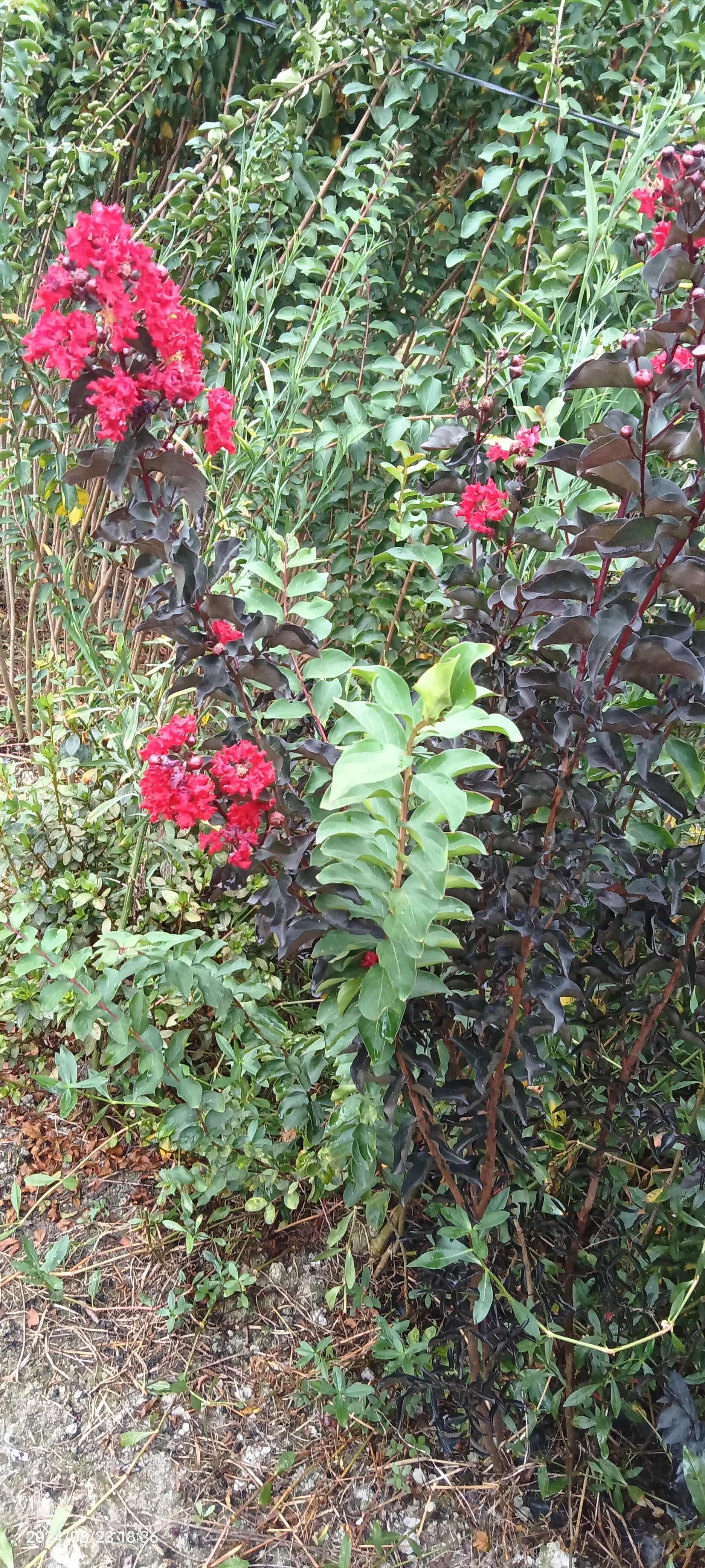 紫叶（红叶，彩叶）红花紫薇，百日红，痒痒树，实物如图小苗