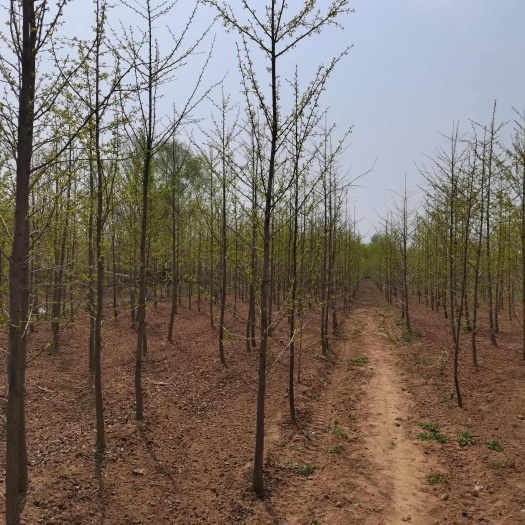 银杏苗 银杏苗价格山东产地直发 高质量乔木绿化苗木
