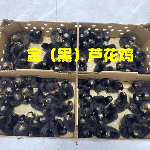 广州金（黑）芦花/公/母/广东养殖场直发