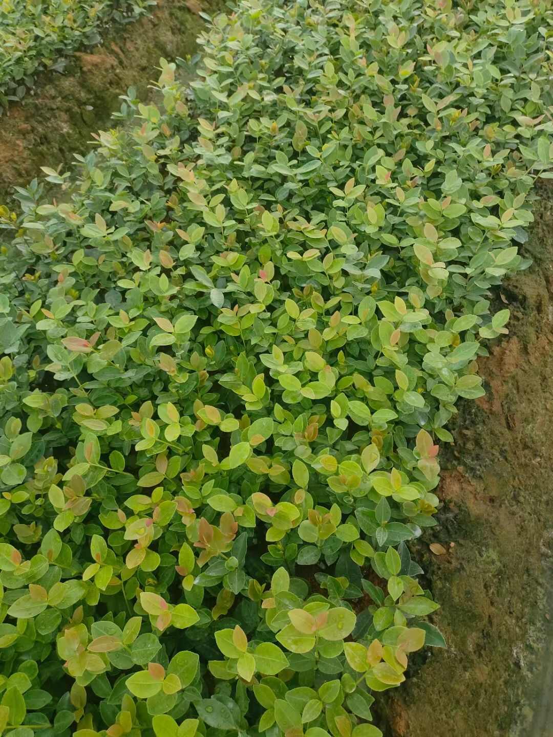 精品油茶苗木二年裸根，苗营养杯。品种齐全，量大价格可以聊