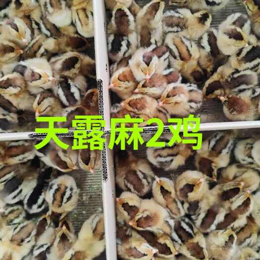 广州天露麻2/公/母/广东养殖场直发