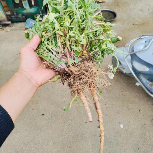 确山县蒲公英包邮 大量现货，货源充足带根全株，色绿，无杂，产地直销