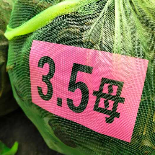 盐城3.5母（3.2-3.7）