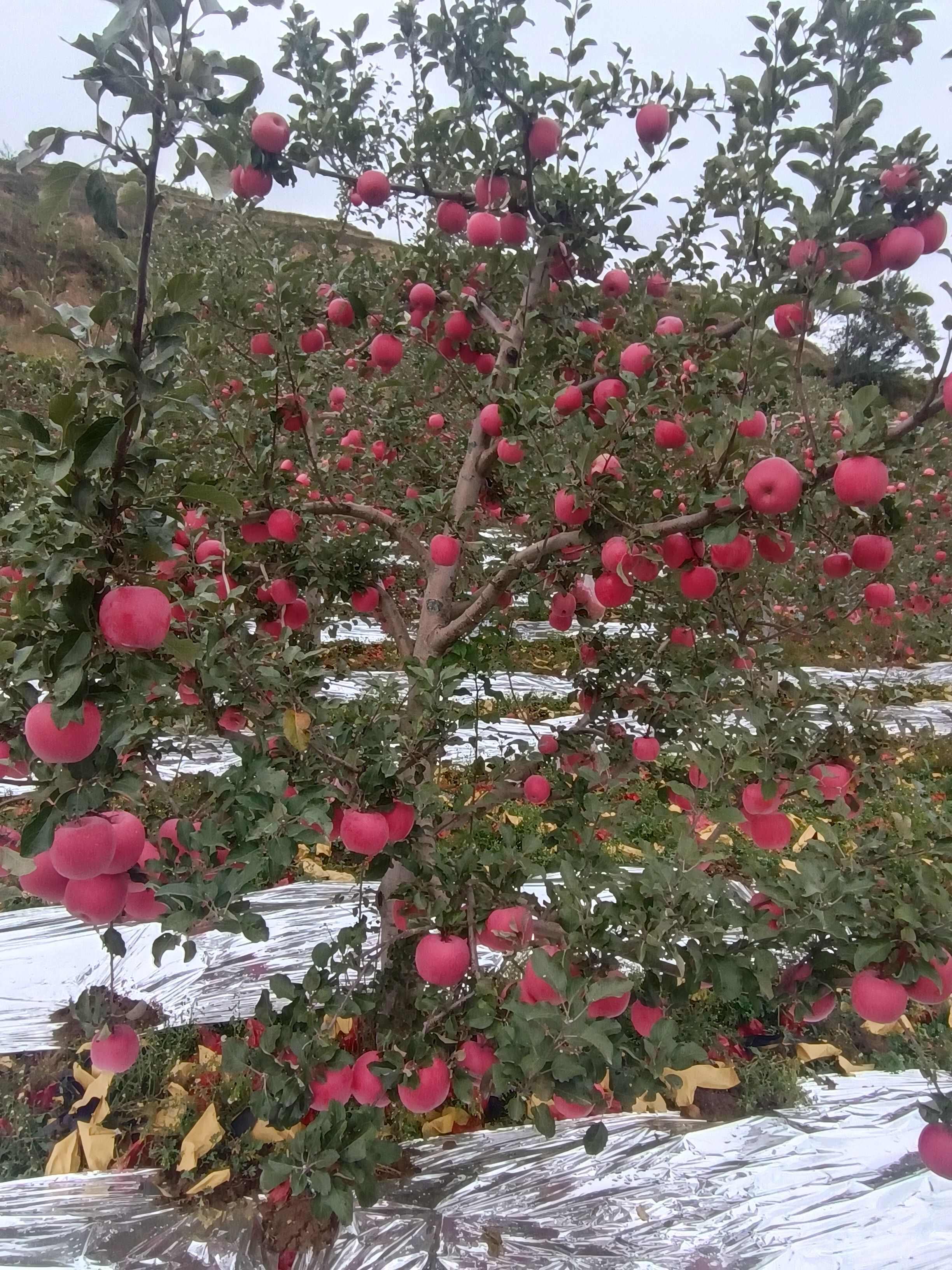 高山富士