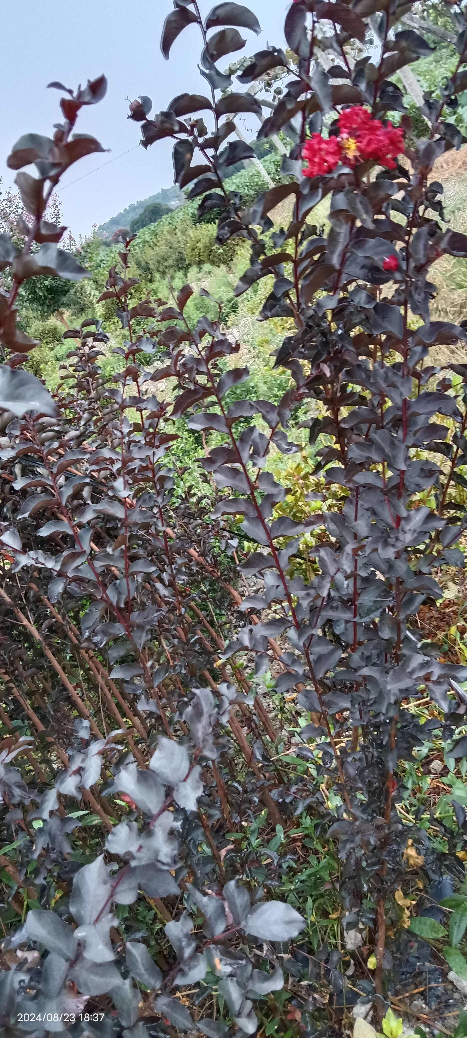 紫叶（红叶，彩叶）红花紫薇，百日红，痒痒树，实物如图小苗