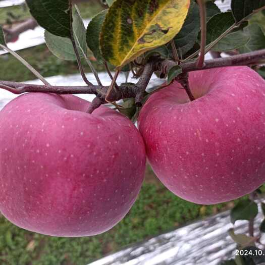 甘肃静宁红富士苹果 产地直发 新鲜采摘