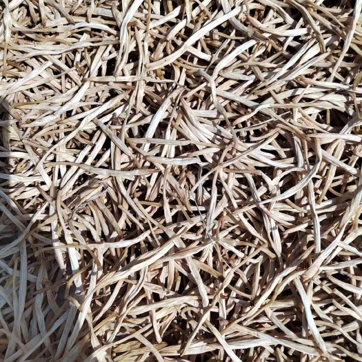黄花菜甘肃特产针金甘肃特产新菜包邮