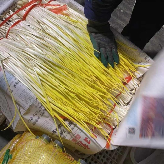 2025年精品蒜黄大量上市！产地大掉价！欢迎来电洽谈！
