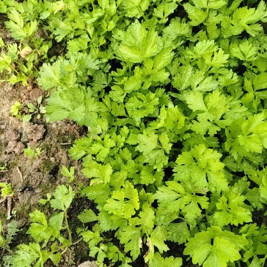 惠民县芹菜苗
