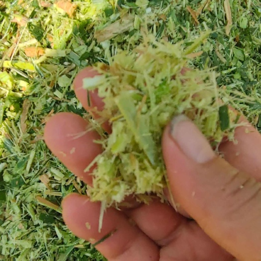 重庆市青储草料，黄竹草种节