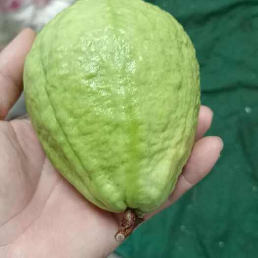 云南蒙自番石榴
